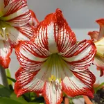 Le Magnolie 2 Lägenhet Mestre