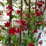 Le Magnolie 2 Lägenhet *