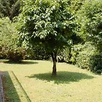 Le Magnolie 2 * Mestre