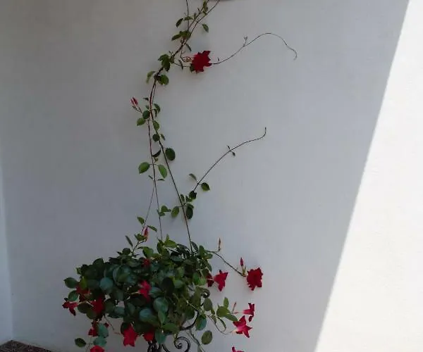 Le Magnolie 2 *