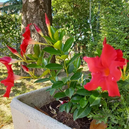 Le Magnolie 2 Mestre