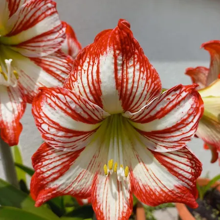 Le Magnolie 2 Lejlighed Mestre