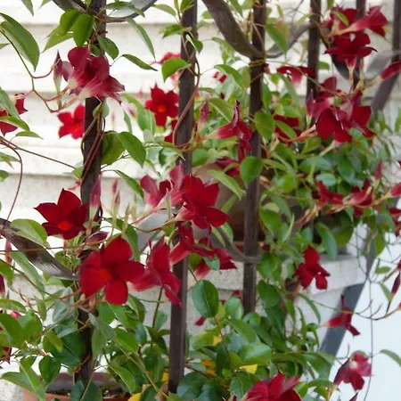 Le Magnolie 2 דירה *