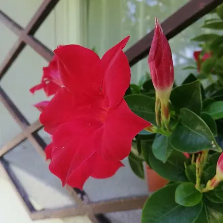 Le Magnolie 2 * מסטרה