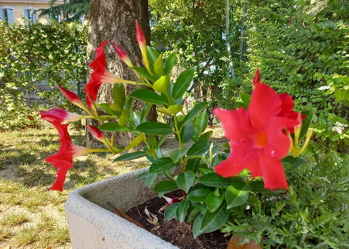 Le Magnolie 2 Mestre