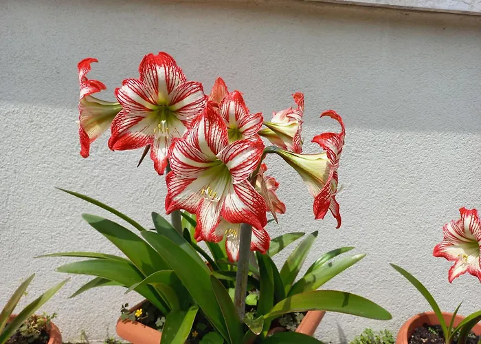 Le Magnolie 2 *