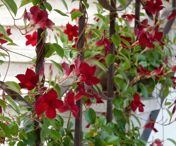 Le Magnolie 2 Appartamento *