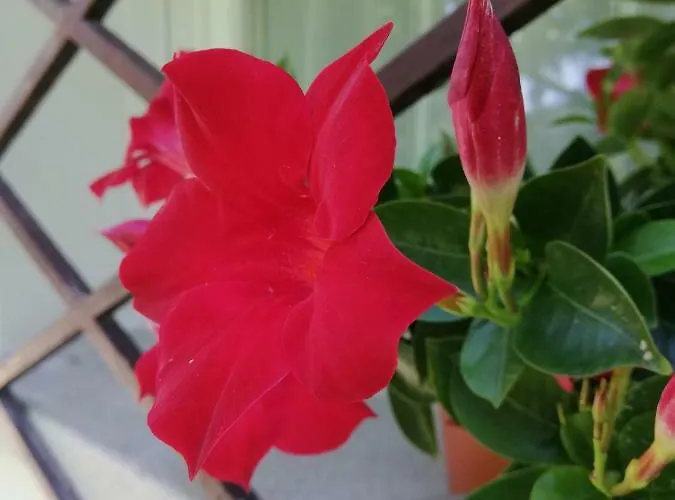 Le Magnolie 2 * Mestre